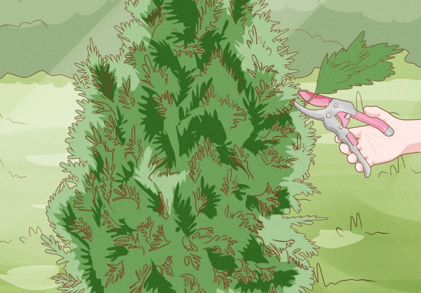 3 Ways to Cover Arborvitae for Winter