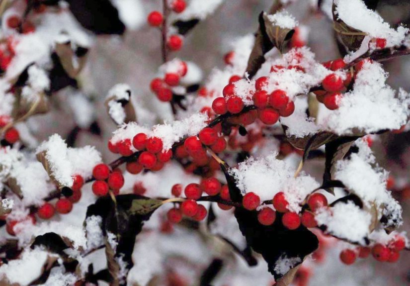 5 Tips for Protecting Shrubs from Winter Damage