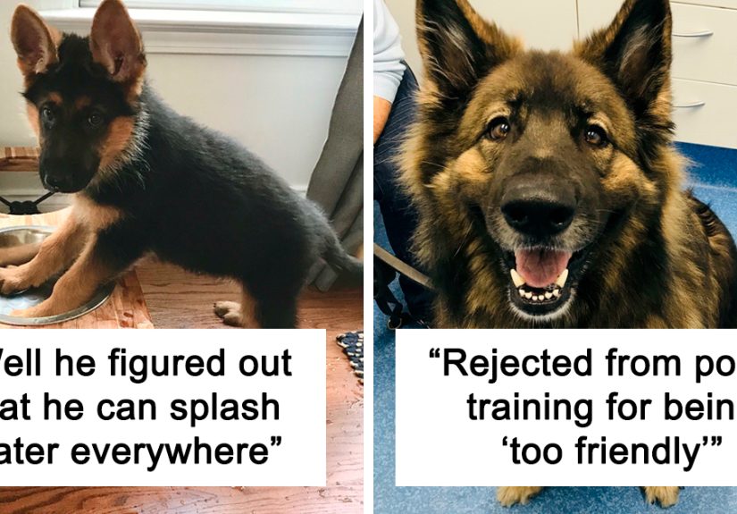 50 Pictures Of Cute Dogs That Will Hopefully Make Your Day
