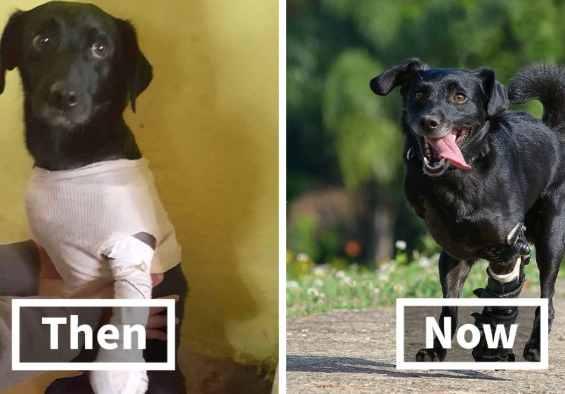 Artist Captured 17 Incredible Transformations Of Neglected Animals After They Were Adopted And This Might Warm Your Heart