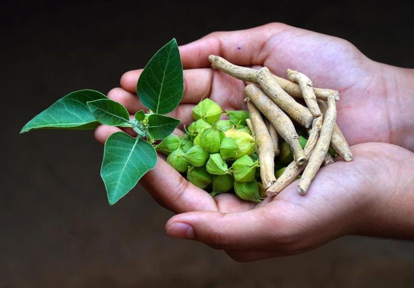 Ashwagandha: Uses and Side Effects