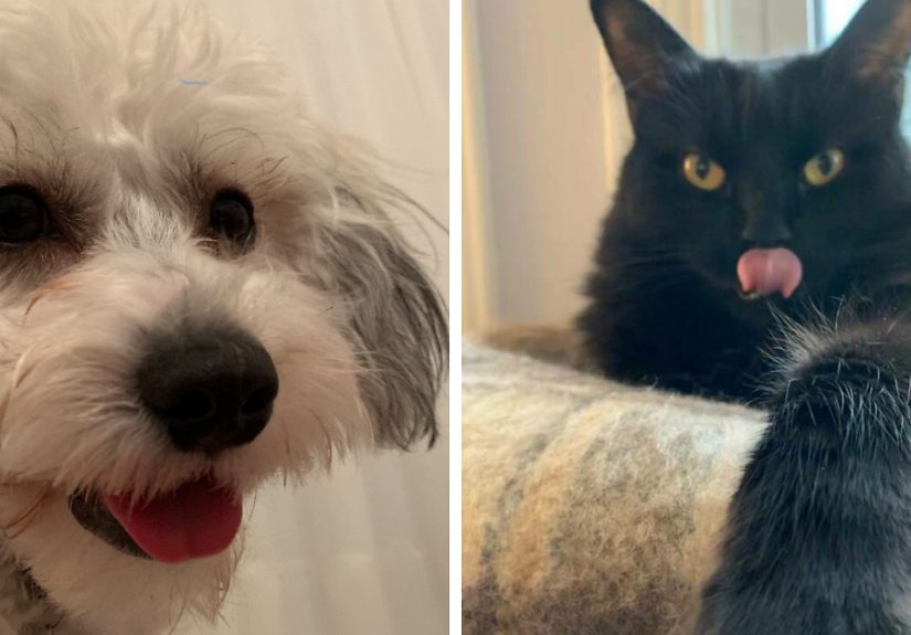 Here Are Some Photos Of My Pets To Hopefully Brighten Your Day (20 Pics)