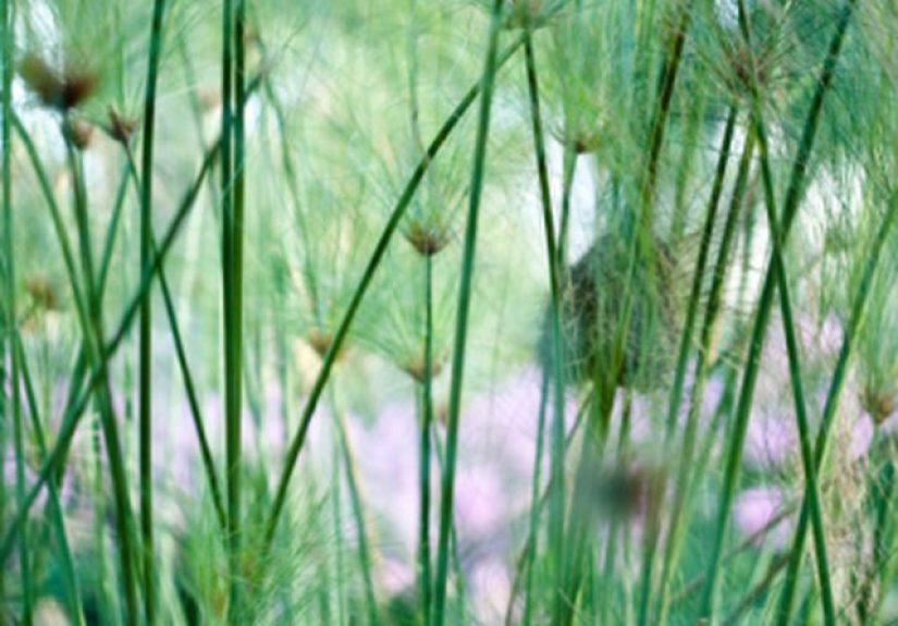 How to Get Rid of Horsetail Without Killing Other Plants