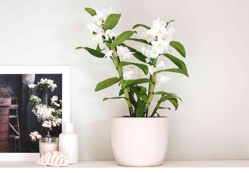How to Grow and Care for Dendrobium Orchids