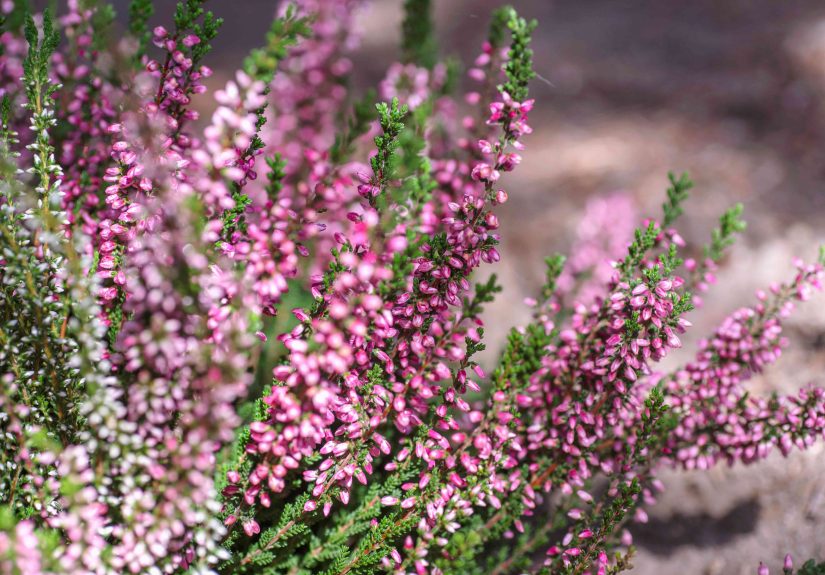 How to Grow and Care for Heather