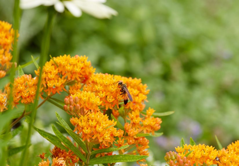 How to Plant and Grow Butterfly Weed