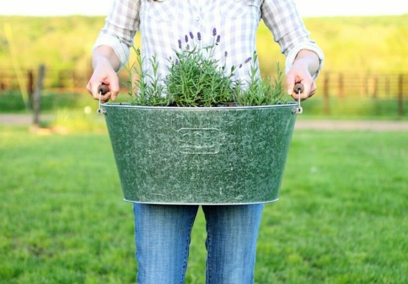 How to Plant Lavender in Containers DIY