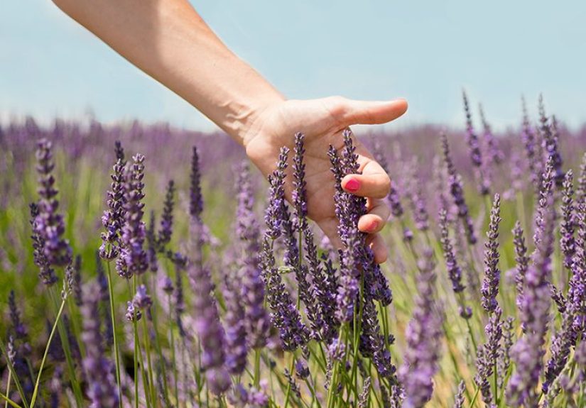 Lavender: Origin, Benefits, and Uses
