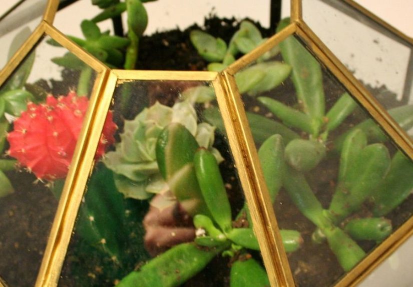 Pendant Light Turned Terrarium