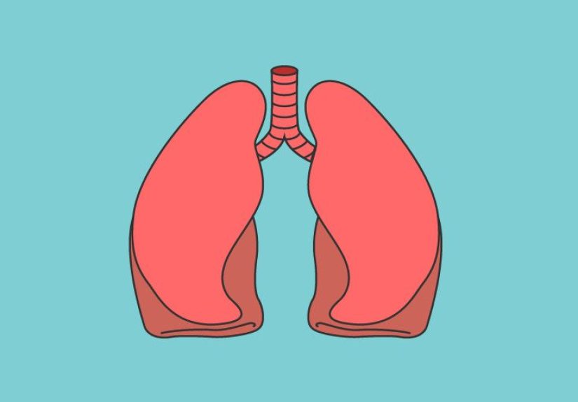 Sinus Cavities & Sinuses Diagram & Function