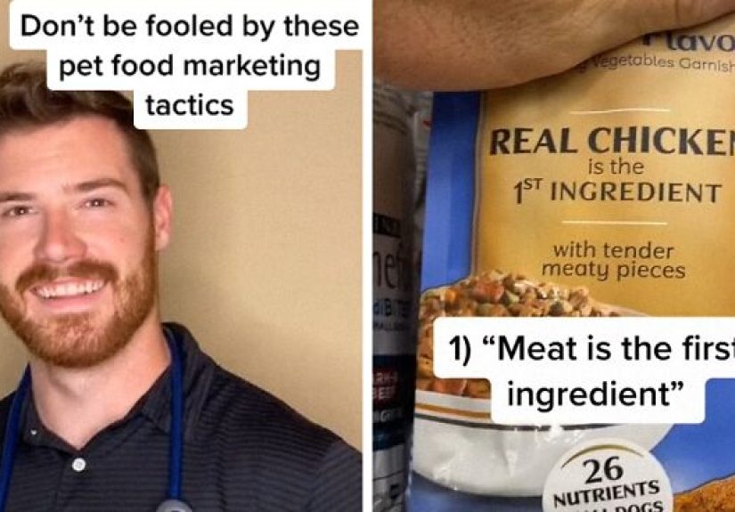 TikTok-Famous Vet Addresses The Most Common Mistakes Pet Owners Are Making