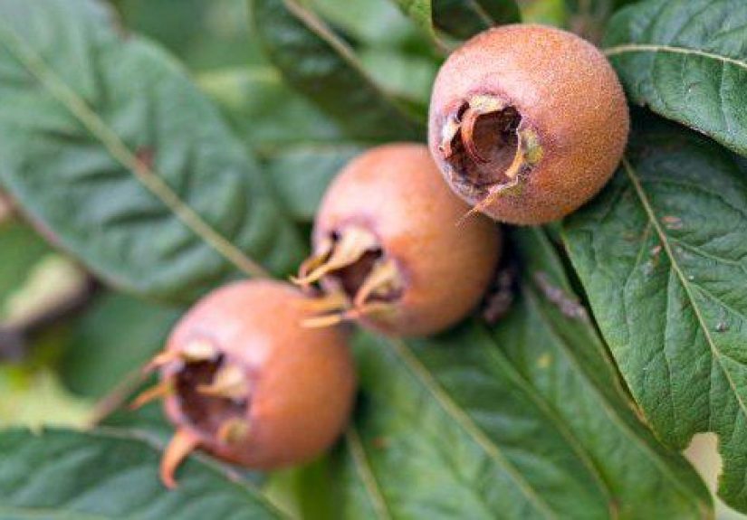 10 Forgotten Fruits & Vegetables