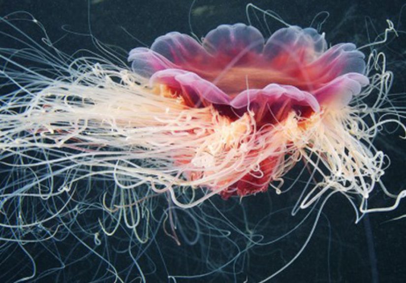 10 Huge Versions of Already Terrifying Animals