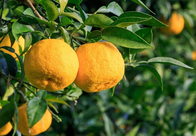 13 Emerging Benefits and Uses of Yuzu Fruit