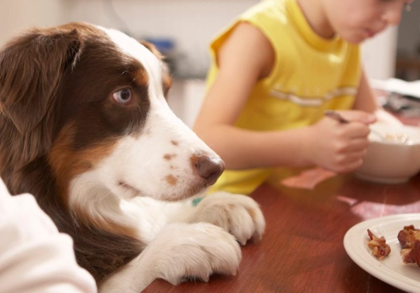 16 Dangerous Foods You Should Never Feed Your Dog