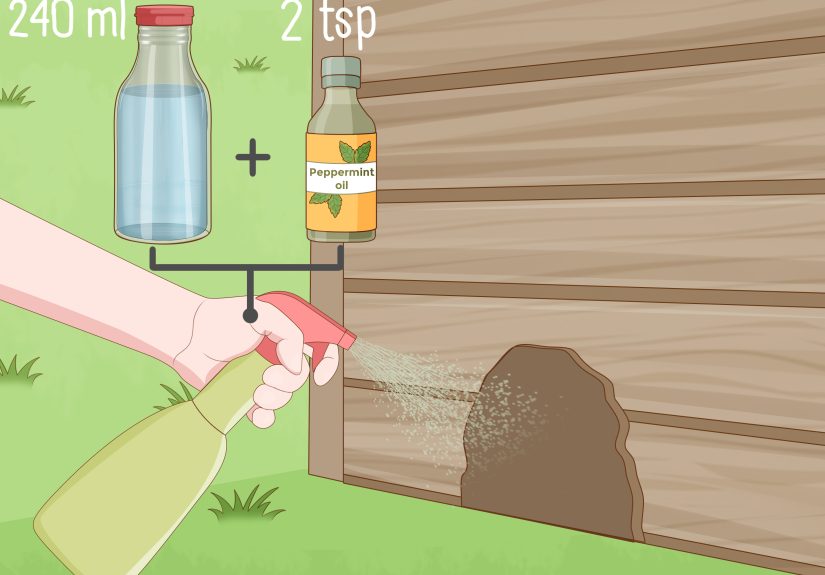 3 Ways to Get a Mouse Out of the House