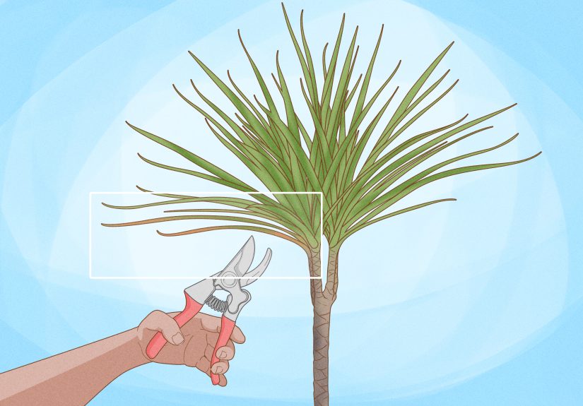 3 Ways to Grow Dracaena Marginata