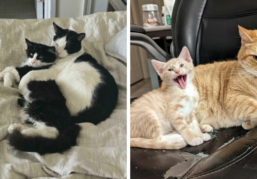 41 Wholesome Pairs Of Bonded Animals That Will Melt Your Heart