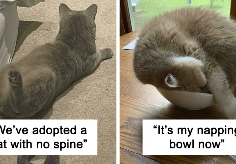 45 Times Cats Confused Their Humans So Much, They Got Posted On The “What’s Wrong With Your Cat” Online Group (New Pics)