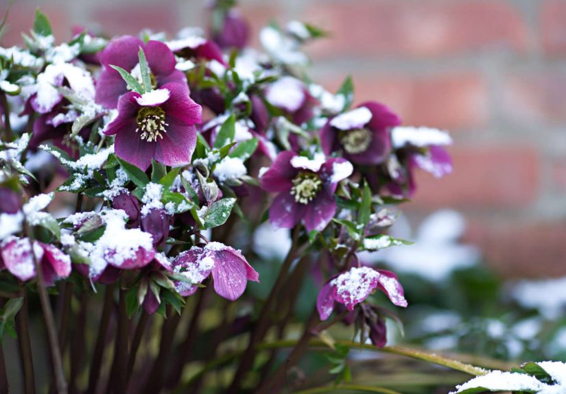 5 Perennials That Can Survive a Frost and Still Bloom Beautifully in Winter