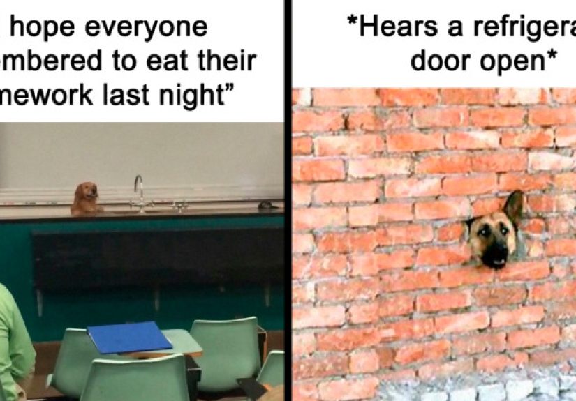 50 Animal Pics That Fit Perfectly Into Memes