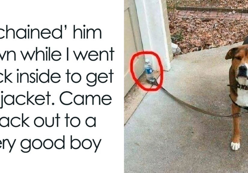 50 Emotional Support Dog Memes That Are Guaranteed To Make You Feel Better