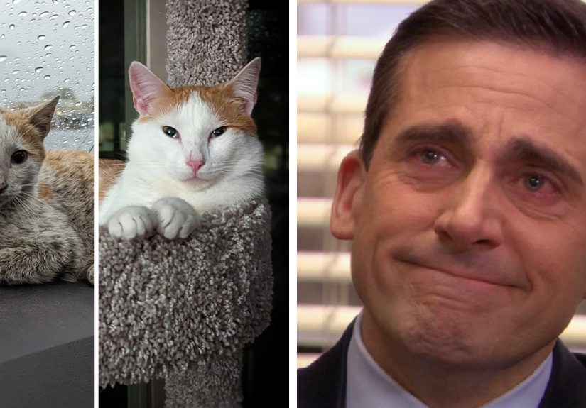 50 People Share How Their Beloved Cats Have Changed Since Being Adopted (New Pics)