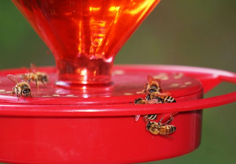 7 Ways to Keep Bees Away From Your Hummingbird Feeder