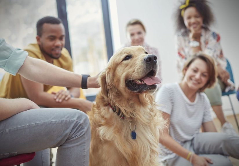 Best Social Sites and Apps for Pet Lovers