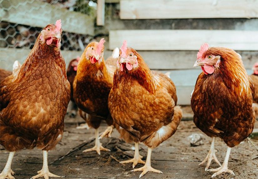 Can Bird Flu Infect People? Experts Answer Questions About the Virus