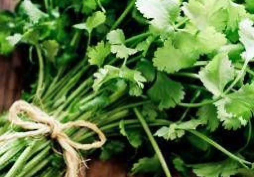 Cilantro (coriander): Benefits, nutrition, and preparation tips
