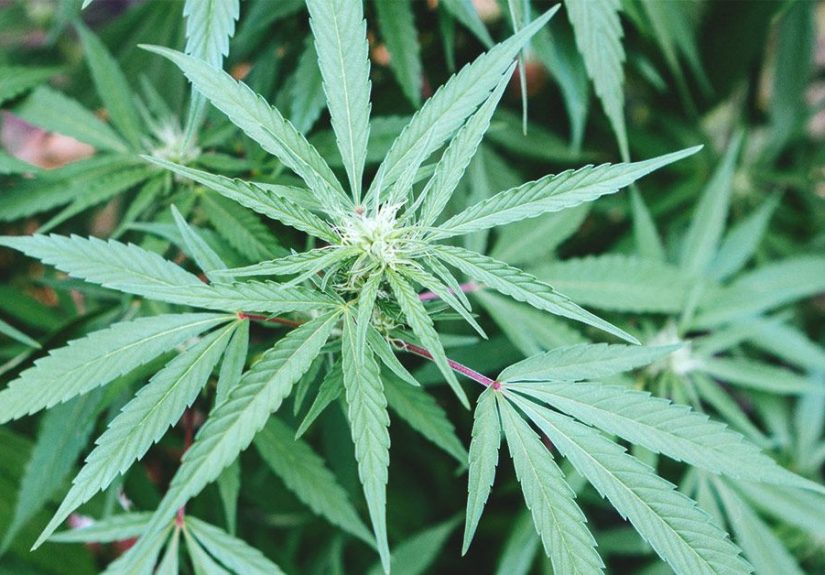 Does CBD Get You High? Understand the Difference between CBD and THC