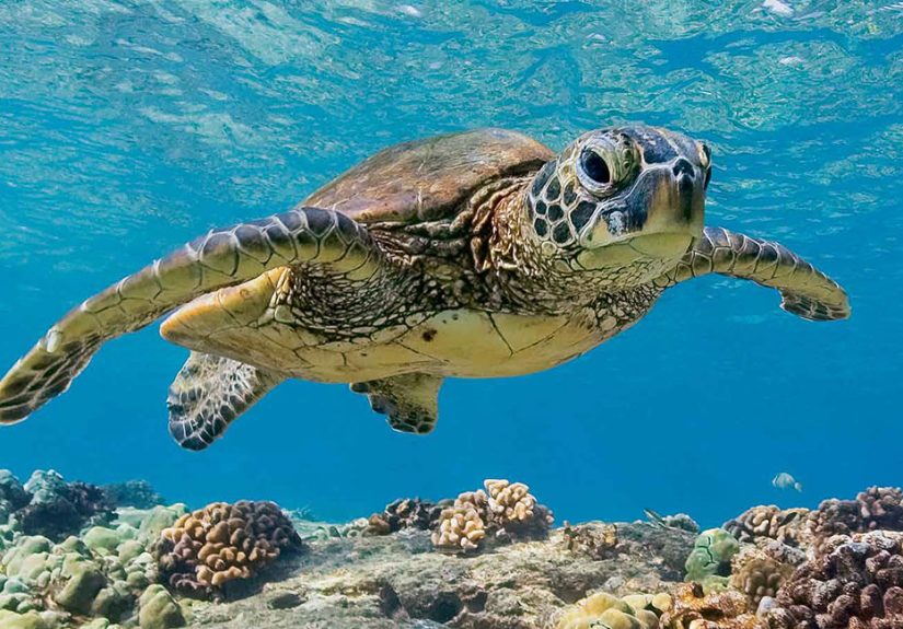 Draw A Sea Turtle If It Were A Human!