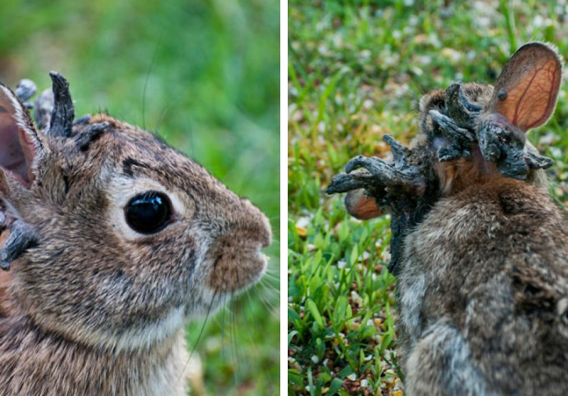 ‘Frankenstein’ Rabbits Spreading In The US Due To Rare Virus Spark Frenzy As Experts Issue Urgent Warning