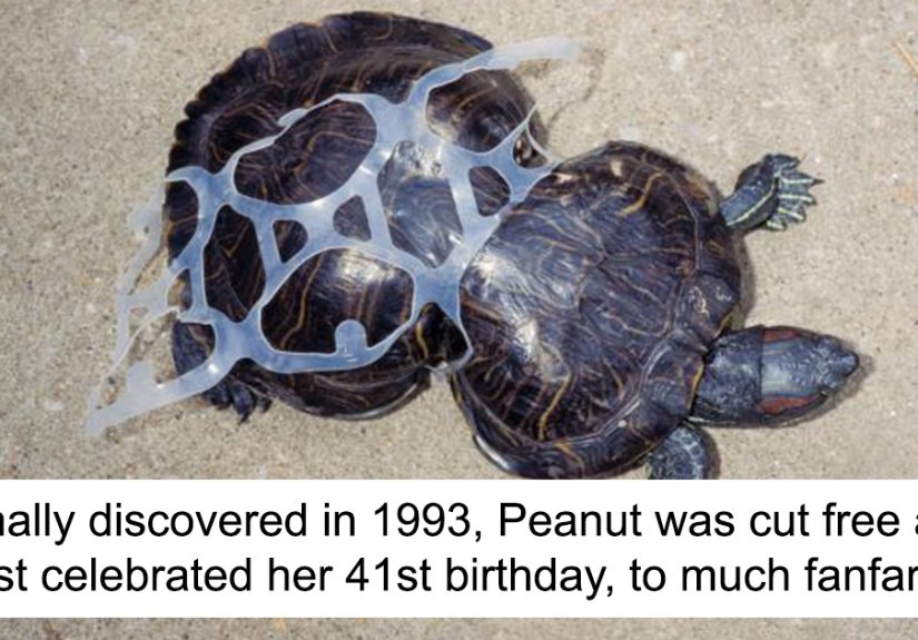 From Tangled In Trash To Global Icon, Peanut The Rescued Turtle Hits 41 And Is Still Thriving