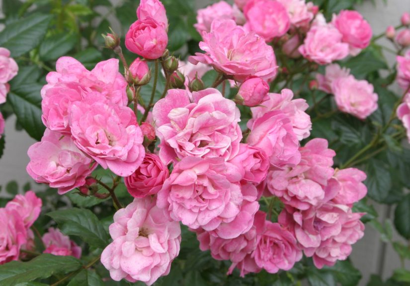 Here’s When to Fertilize Roses for Bigger, Brighter Blossoms