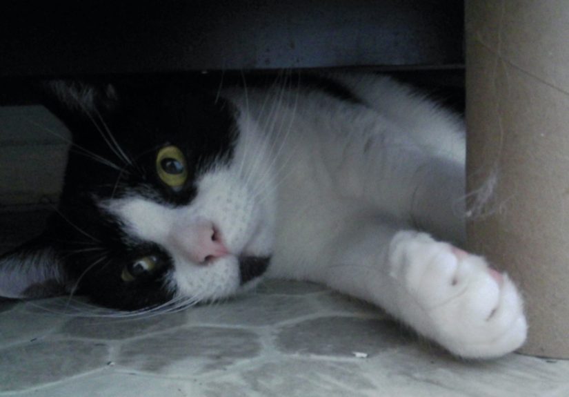 Hey Pandas, Make A Meme Out Of This Pic Of A Cat