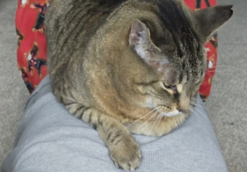 Hey Pandas, Show Us Examples Of Your Pet Helping You Feel Better From An Injury Or Illness