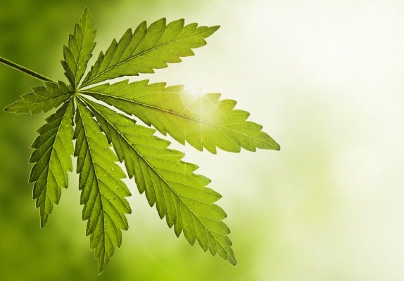 How 2020 Took the ‘Essential’ Cannabis Industry Higher - IA Magazine
