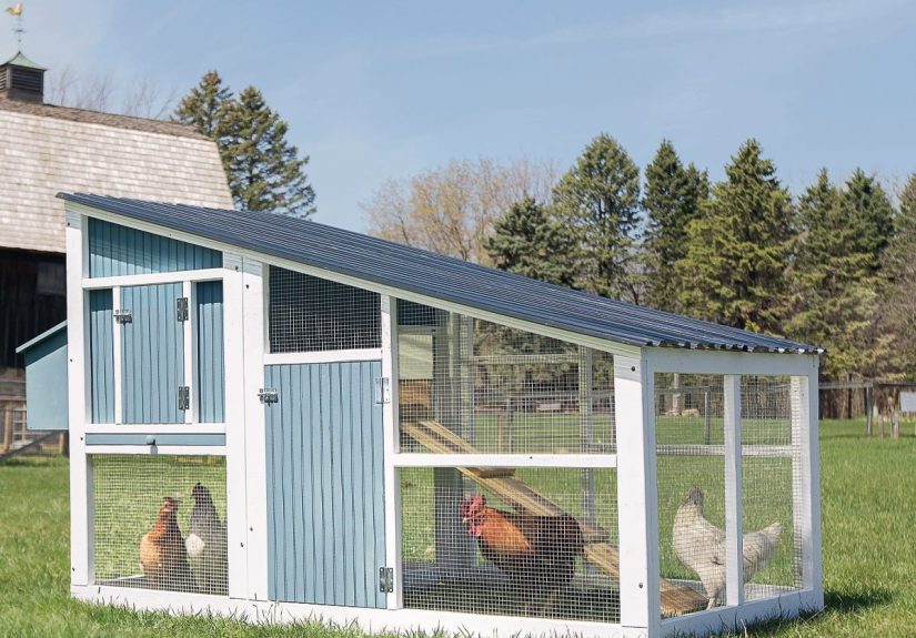 How to Build a Chicken Coop