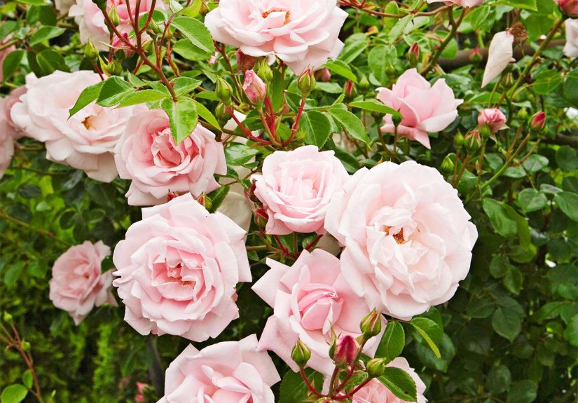 How to Care for Climbing Roses