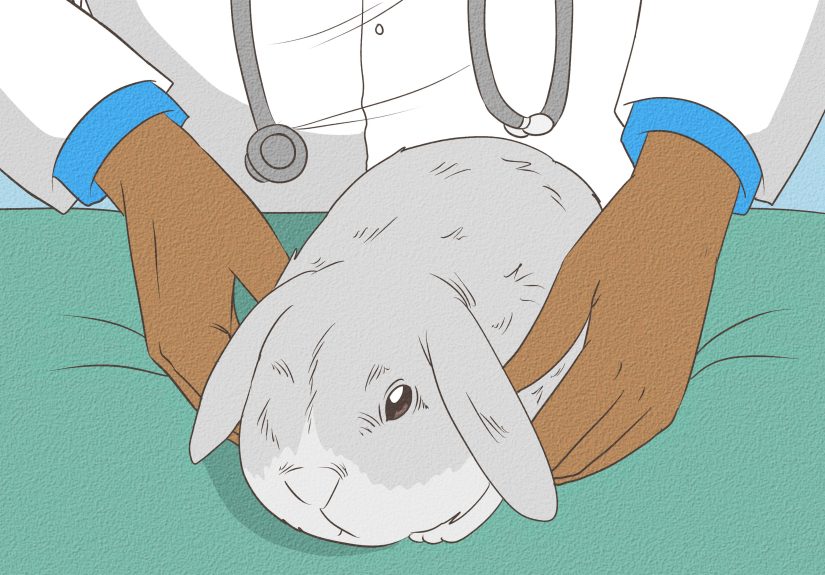 How to Care for Mini Lop Rabbits