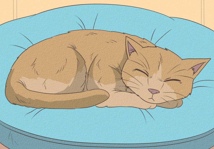 How to Check a Cat for Fever: Signs, Causes & What To Do