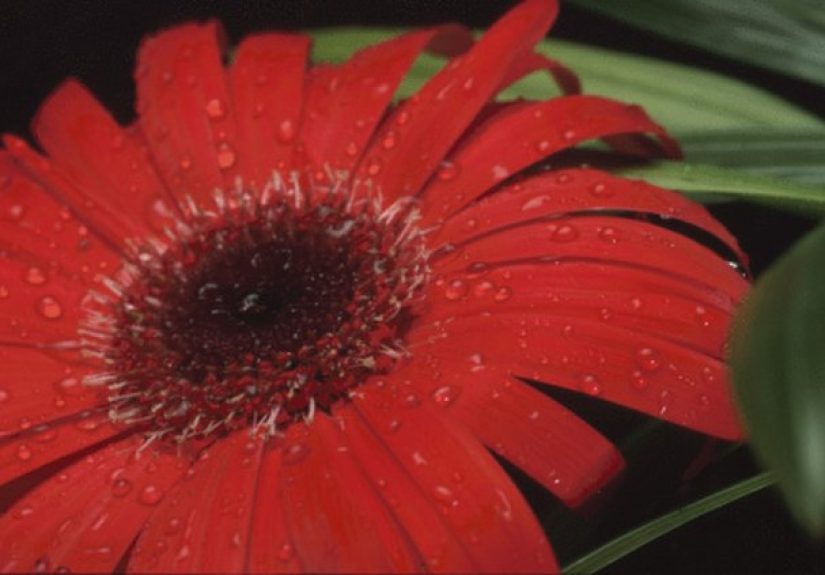 How to Fertilize Gerbera Daisies