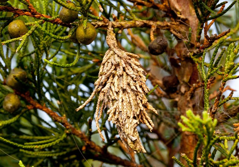 How to Get Rid of Bagworms on Your Plants