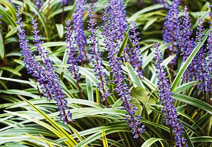 How to Plant and Grow Lilyturf