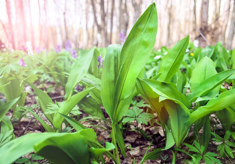 How to Plant and Grow Ramps