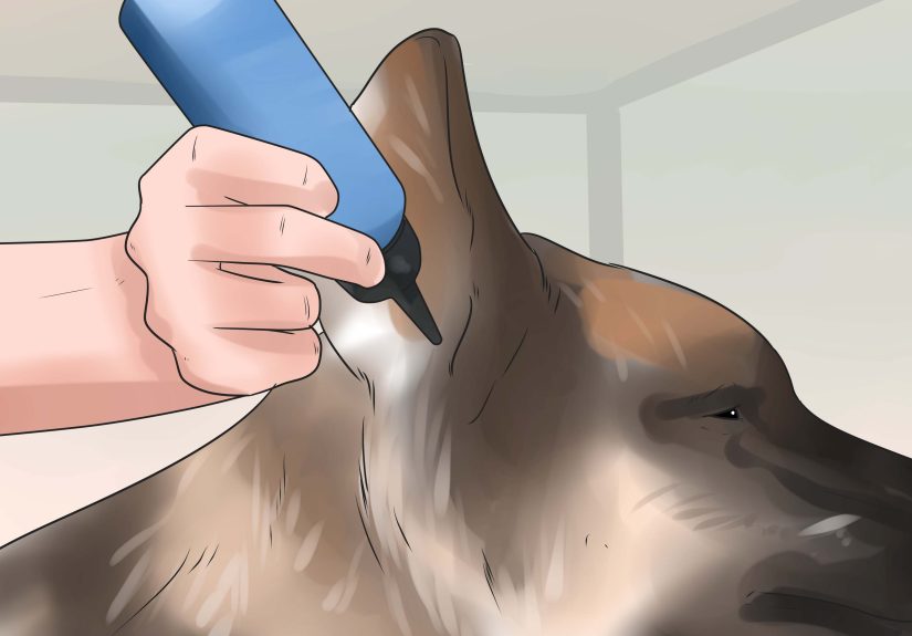 How to Tape Up Stubborn German Shepherd Puppy Ears