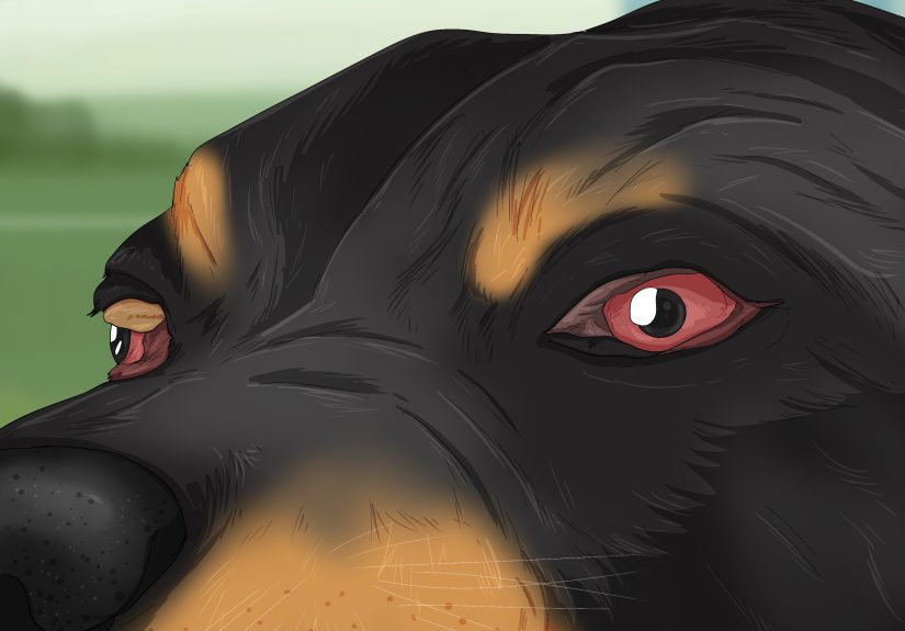 How to Tell if Your Dog Is in Pain: 12 Signs