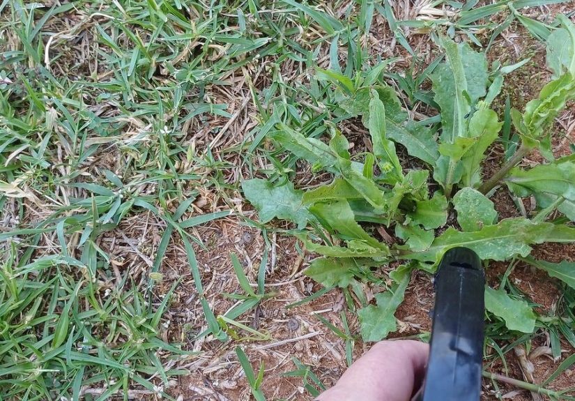 Kill Weeds Fast With This Vinegar Epsom Salt Weed Killer Recipe
